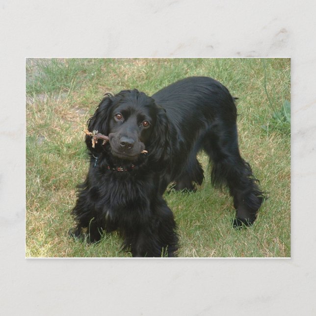 black english cocker spaniel full 2 postcard (Front)