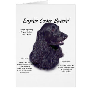 Black English Cocker Spaniel History 