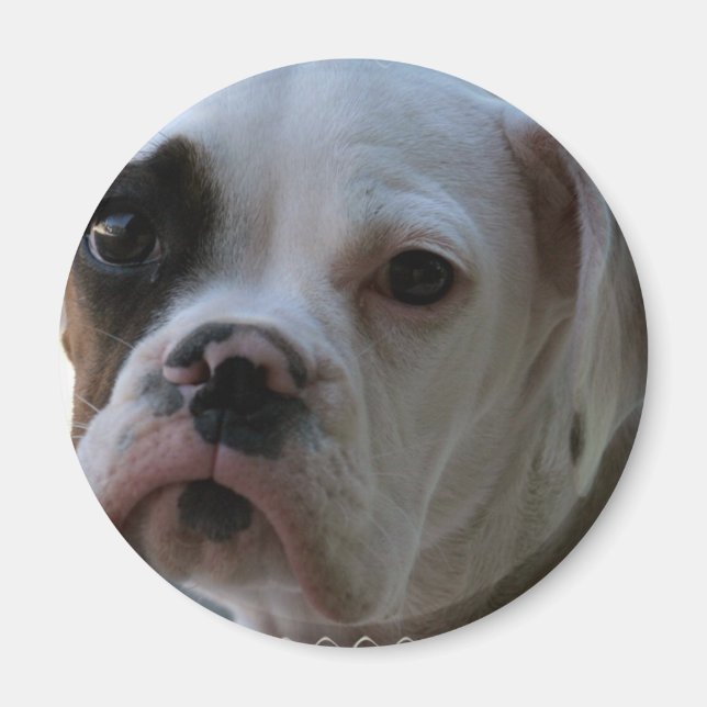 Black Eyed Boxer Dog Round Magnet (Front)