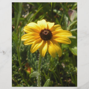 black-eyed susan