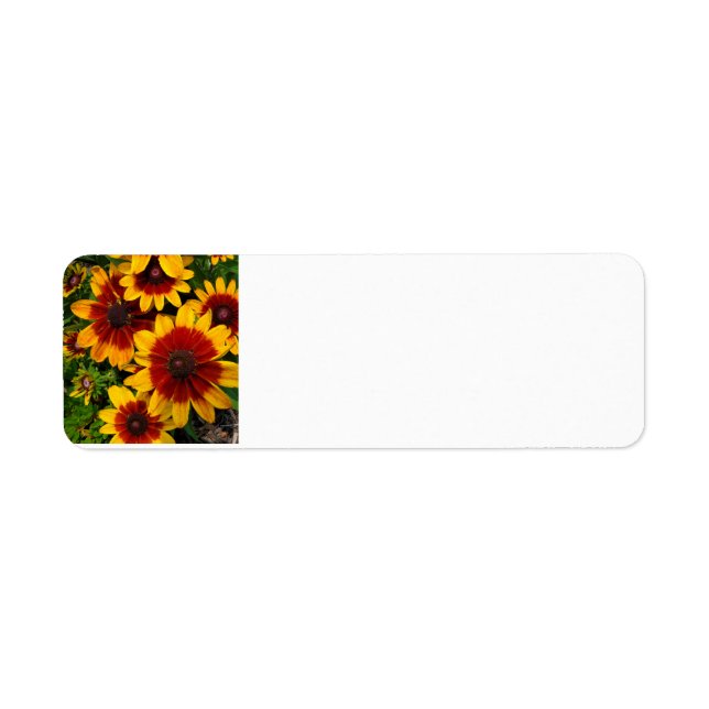 Black-eyed Susan (Front)