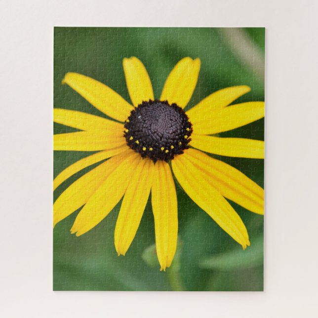 Black Eyed Susan - 16x20 520 pc. Puzzle floral (Vertical)