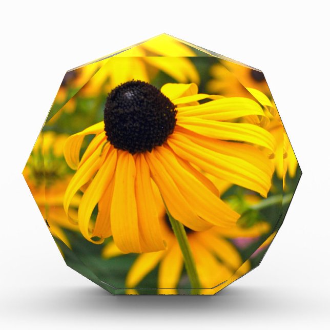 Black-Eyed Susan Acrylic Photo Block (Front)