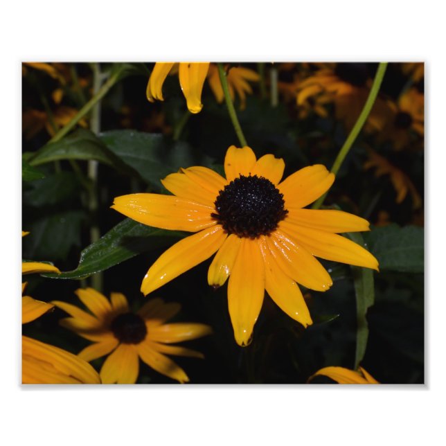 Black-eyed Susan. After The Rain. Photo. Photo Print (Front)