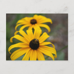 Black-Eyed Susan and Bee Postcard