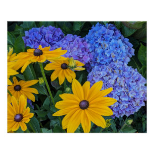 Black Eyed Susan and Blue Hydrangea Floral Poster
