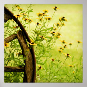 Black-Eyed Susan and Wagon Wheel Photo Poster