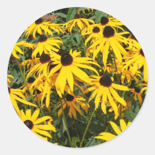 Black Eyed Susan ~ autocollant