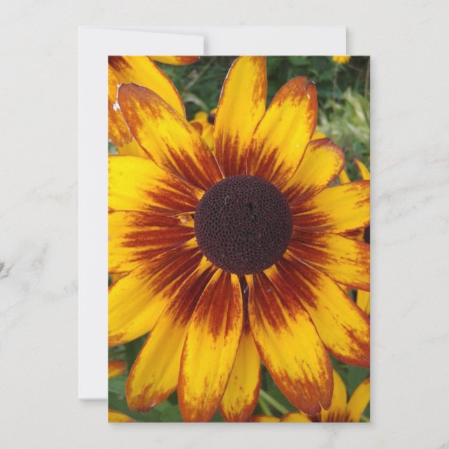 Black Eyed Susan Blank Flower Card (Front)
