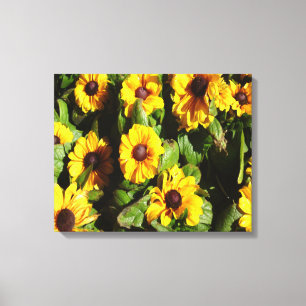 Black Eyed Susan Canvas Print