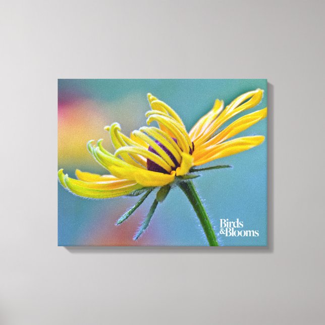 Black-eyed Susan Canvas Print (Front)