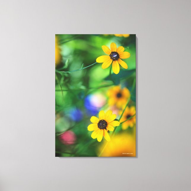 Black-eyed Susan Canvas Print (Front)