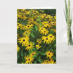 Black-eyed Susan daisies Card
