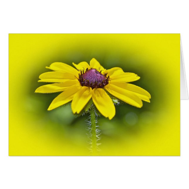 Black Eyed Susan Fleur sauvage (Devant horizontal)
