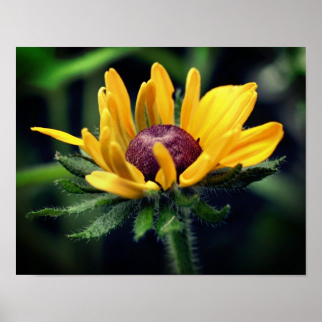 Black Eyed Susan Flower Unfolding Poster (Front)