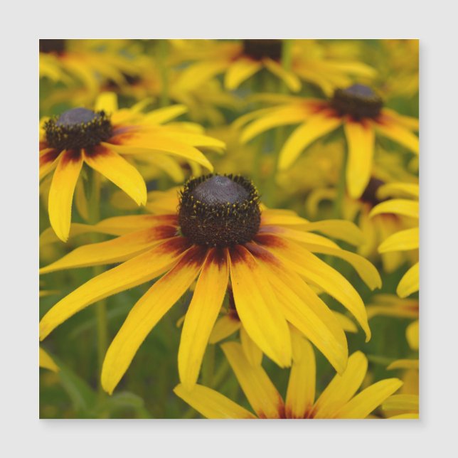 Black Eyed Susan Flowers (Front)