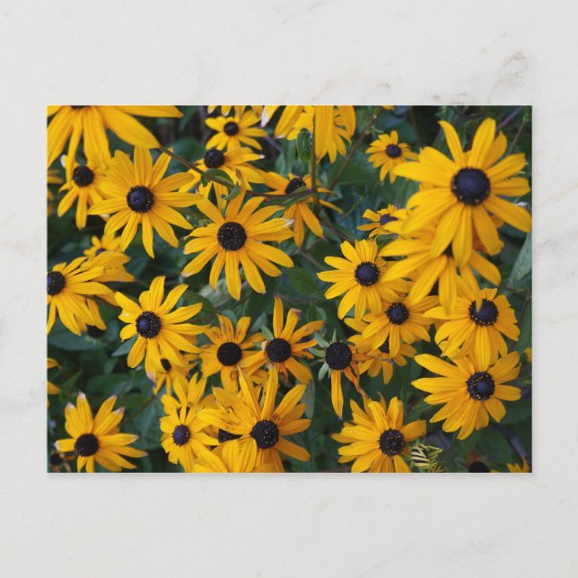 Black-eyed Susan Flowers Postcard (Front)