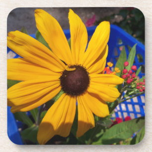 Black eyed-Susan front and centre Coaster