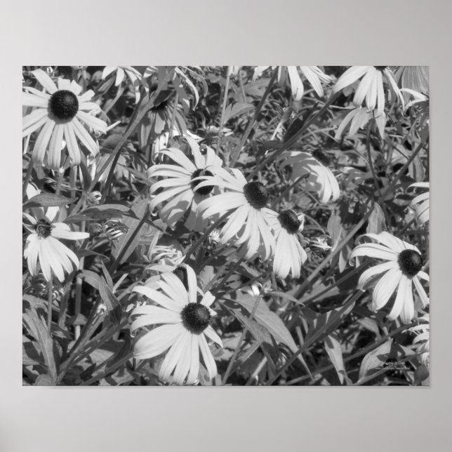 Black Eyed Susan Garden Black And White  Poster (Front)