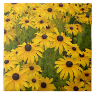 Black Eyed Susan Garden Ceramic Tile