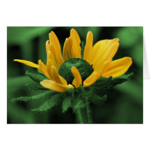 Black Eyed Susan In Green Flower Card