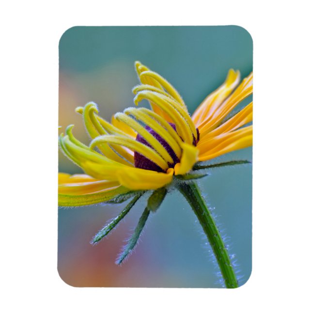 Black-eyed Susan Magnet (Vertical)