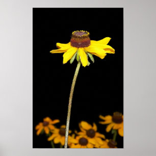 Black Eyed Susan on Black Background Poster