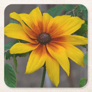 Black-Eyed Susan Party Coaster