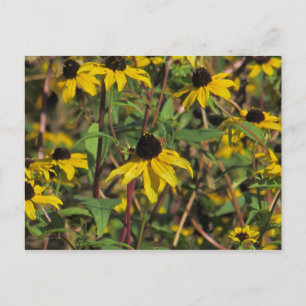 Black-eyed Susan   Postcard