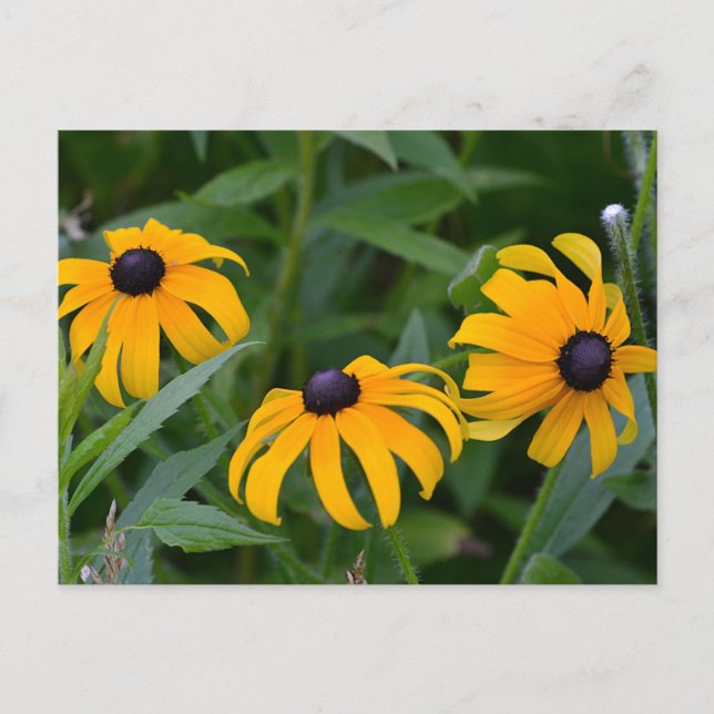Black-Eyed Susan Postcard (Front)