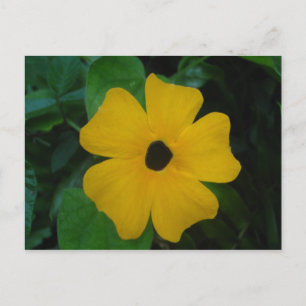 Black-eyed Susan Postcard
