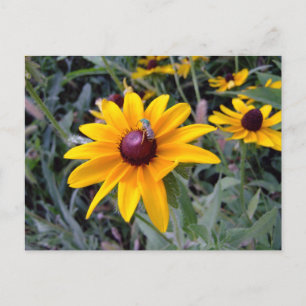 Black Eyed Susan Postcard