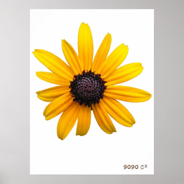 Black-eyed Susan Poster (Front)