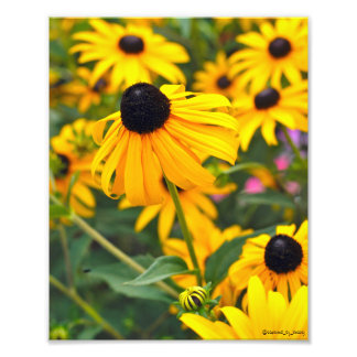 Black-Eyed Susan Poster