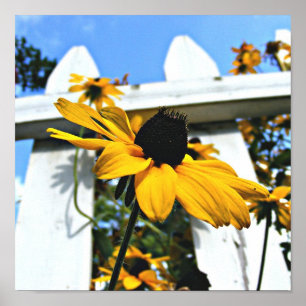 Black Eyed Susan Poster