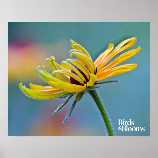 Black-eyed Susan Poster (Front)