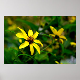 Black Eyed Susan Print
