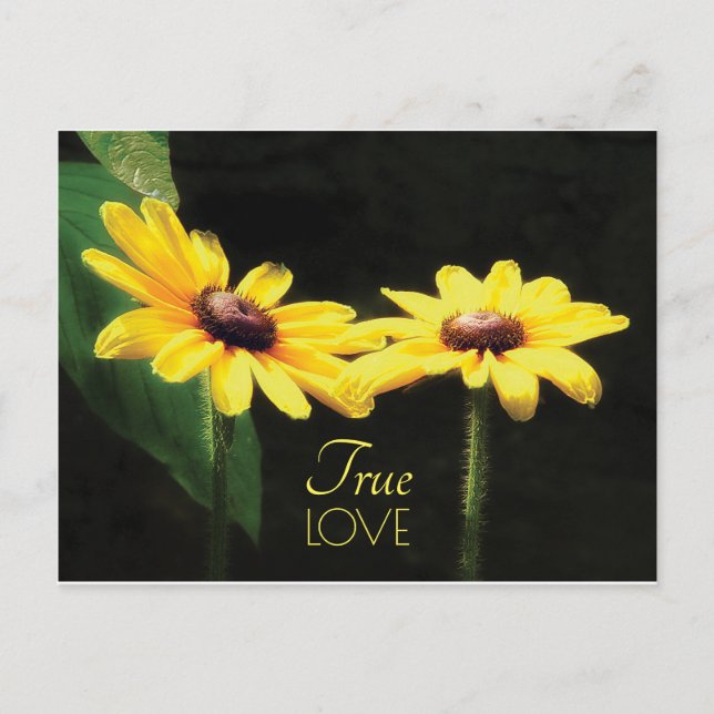 Black Eyed Susan True Love Quote Postcard (Front)