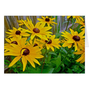 Black-Eyed Susan Wildflowers