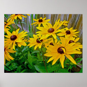 Black-Eyed Susan Wildflowers Poster