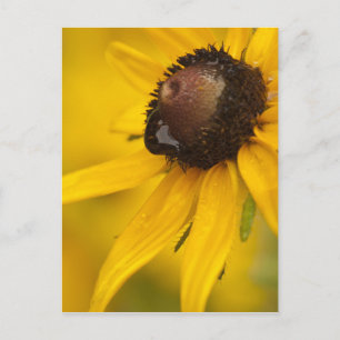 Black-Eyed Susan with a Teardrop Postcard