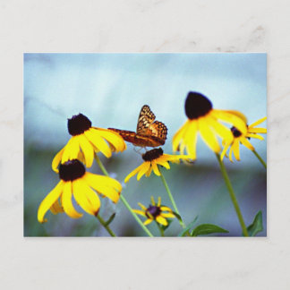 black-eyed susan with butterfly 1 postcard