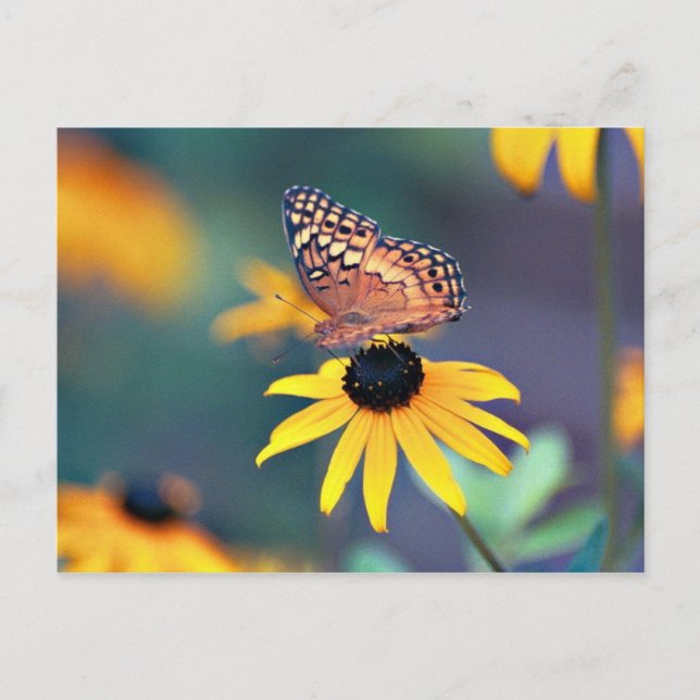 black-eyed susan with butterfly 2 postcard (Front)