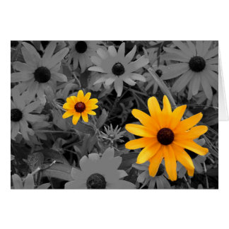 Black Eyed Susans