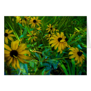 Black-Eyed Susans