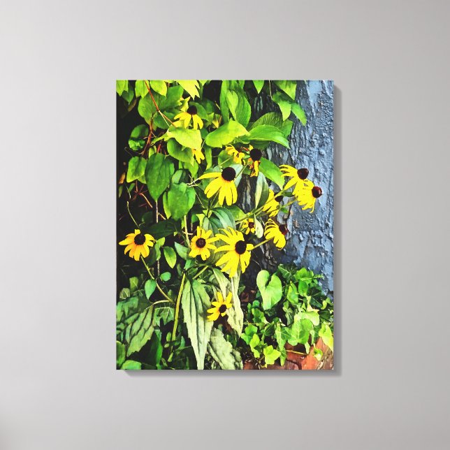 Black Eyed Susans By Stone Wall Canvas Print (Front)