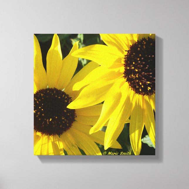 Black Eyed Susans Canvas Print (Front)