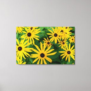 Black-Eyed Susans Canvas Print