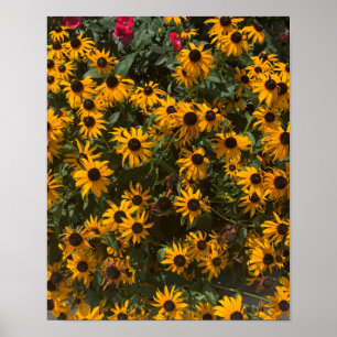 Black eyed Susan's Flowers, Floral, Photography  Poster