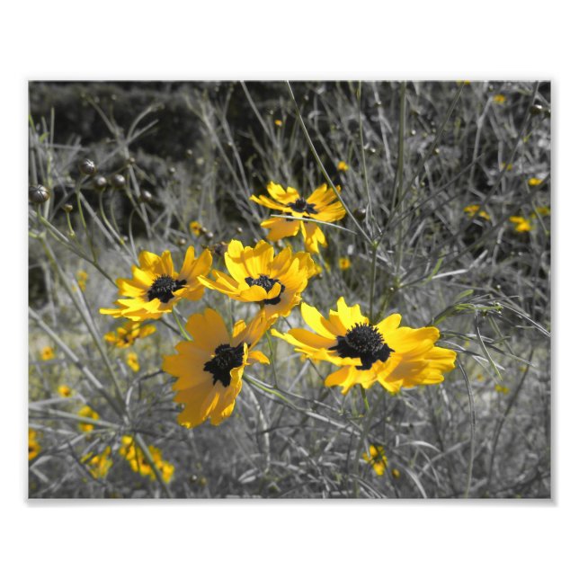 Black Eyed Susans Photo Print (Front)